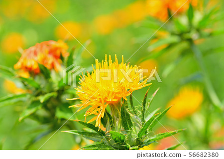 Safflower in full bloom Safflower in full bloom 56682380
