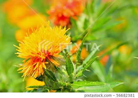 Safflower in full bloom 56682381