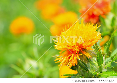 Safflower in full bloom 56682382
