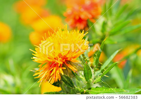 Safflower in full bloom 56682383
