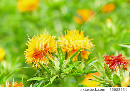 Safflower in full bloom Safflower in full bloom 56682384