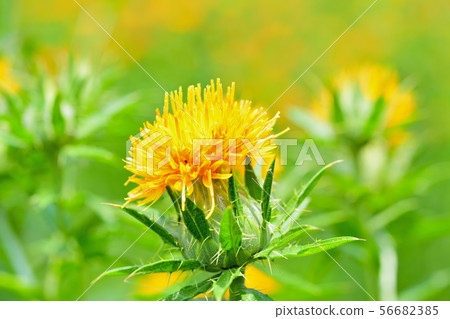 Safflower in full bloom 56682385
