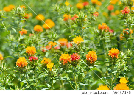 Safflower in full bloom 56682386