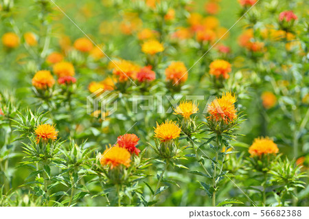 紅花盛開 56682388