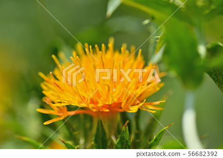 Safflower in full bloom Safflower in full bloom 56682392