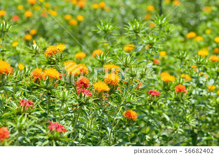 紅花盛開 56682402