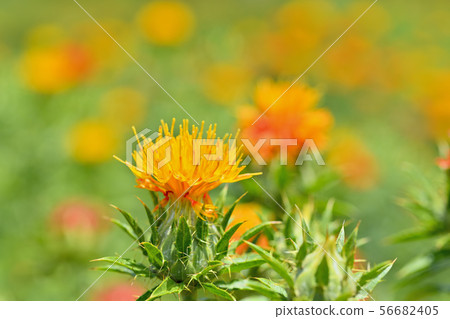 Safflower in full bloom Safflower in full bloom 56682405