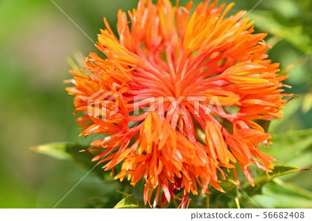Safflower in full bloom Safflower in full bloom 56682408