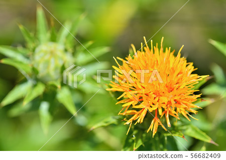 Safflower in full bloom 56682409
