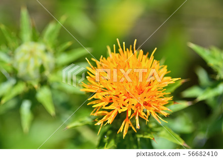 Safflower in full bloom Safflower in full bloom 56682410