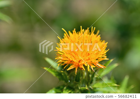 Safflower in full bloom 56682411