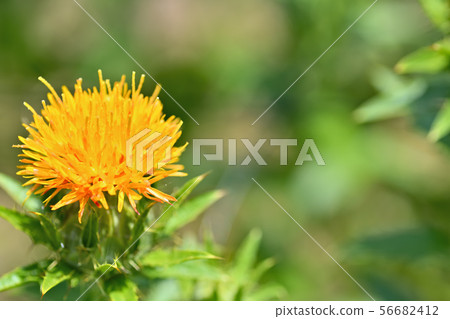 Safflower in full bloom 56682412