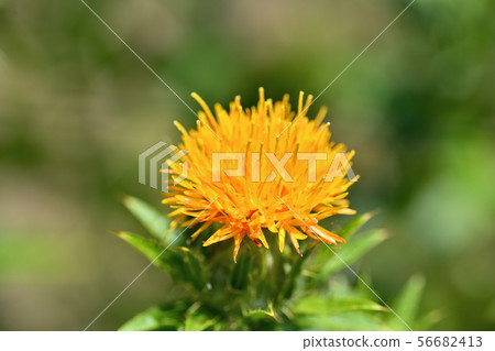紅花盛開 紅花盛開 56682413