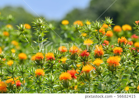 Safflower in full bloom 56682415