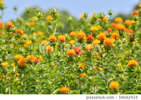 紅花盛開 紅花盛開 56682418