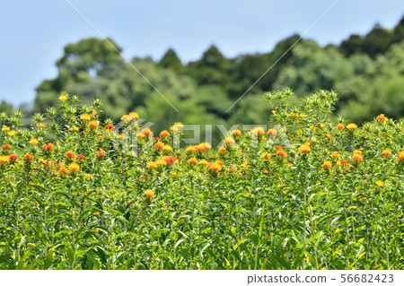 Safflower in full bloom 56682423