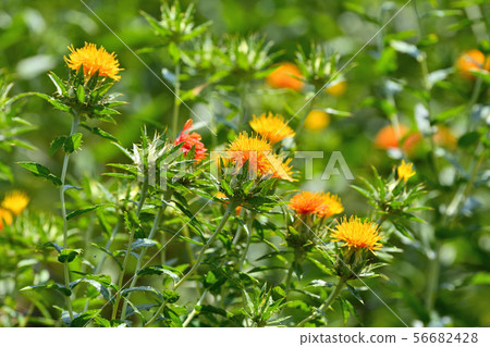 Safflower in full bloom Safflower in full bloom 56682428