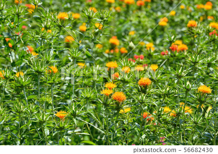 Safflower in full bloom Safflower in full bloom 56682430