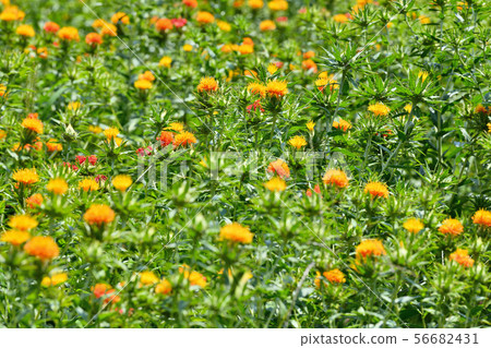 Safflower in full bloom Safflower in full bloom 56682431