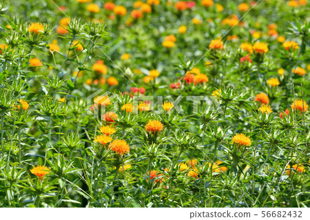 Safflower in full bloom Safflower in full bloom 56682432