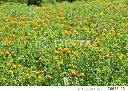 Safflower in full bloom 56682433