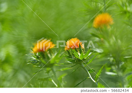 Safflower in full bloom Safflower in full bloom 56682434
