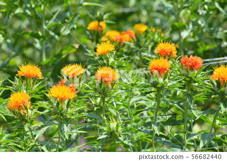 Safflower in full bloom 56682440