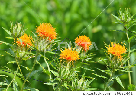 Safflower in full bloom Safflower in full bloom 56682441