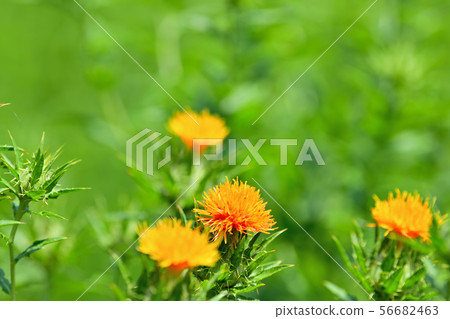 Safflower in full bloom Safflower in full bloom 56682463