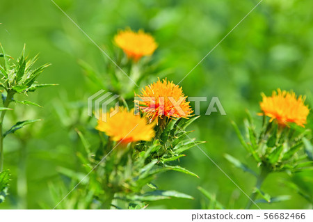 Safflower in full bloom Safflower in full bloom 56682466