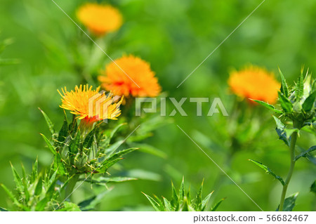 Safflower in full bloom Safflower in full bloom 56682467