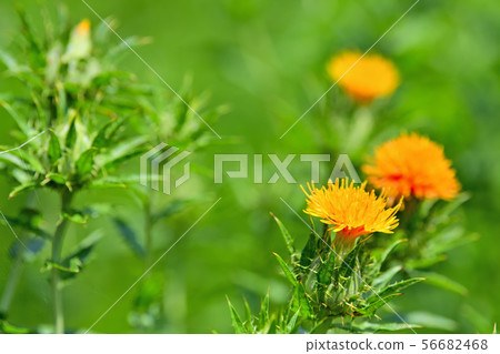 Safflower in full bloom Safflower in full bloom 56682468