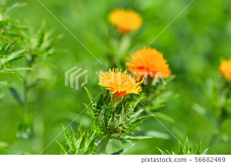 Safflower in full bloom Safflower in full bloom 56682469