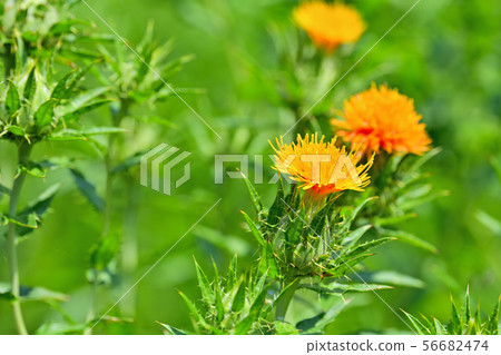 Safflower in full bloom Safflower in full bloom 56682474