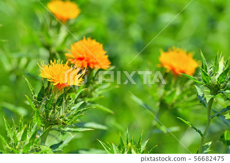 Safflower in full bloom 56682475