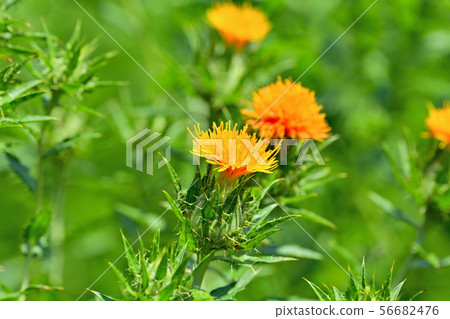 Safflower in full bloom 56682476