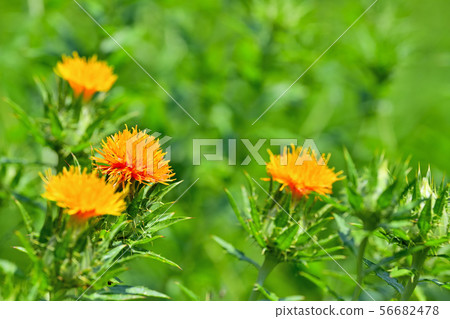 Safflower in full bloom 56682478