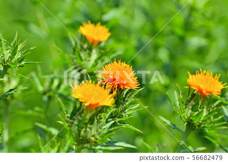 Safflower in full bloom Safflower in full bloom 56682479