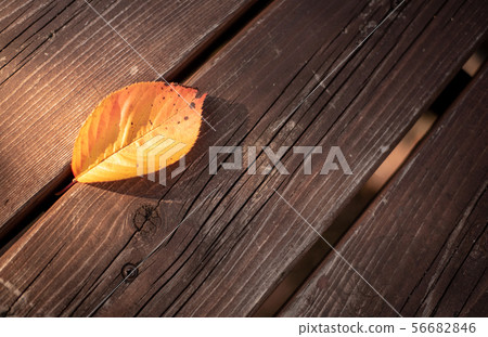 Bench and fallen leaves 56682846