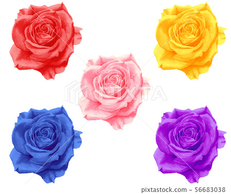 Rose set of 5 colors (Watercolor illustration) - Stock Illustration ...