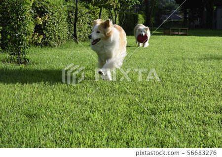 Border Collie 56683276