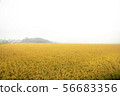 Golden field 56683356