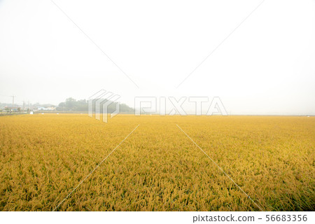Golden field 56683356