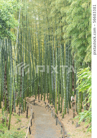 京都 高台寺竹林 图库照片