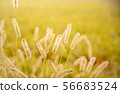 Autumn poplar 56683524