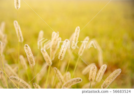 Autumn poplar Autumn poplar 56683524