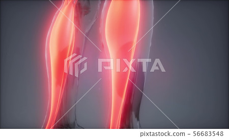 gastrocnemius- Visible muscle anatomy map gastrocnemius- Visible muscle anatomy map 56683548