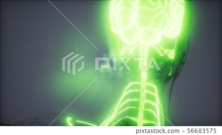 Human Brain Radiology Exam 56683575