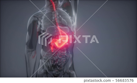 Human Stomach Radiology Exam Human Stomach Radiology Exam 56683576