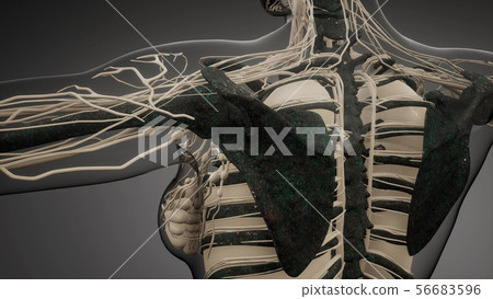 Transparent Human Body with Visible Bones 56683596